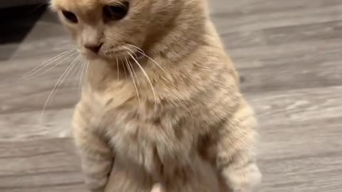 You think you can do it again