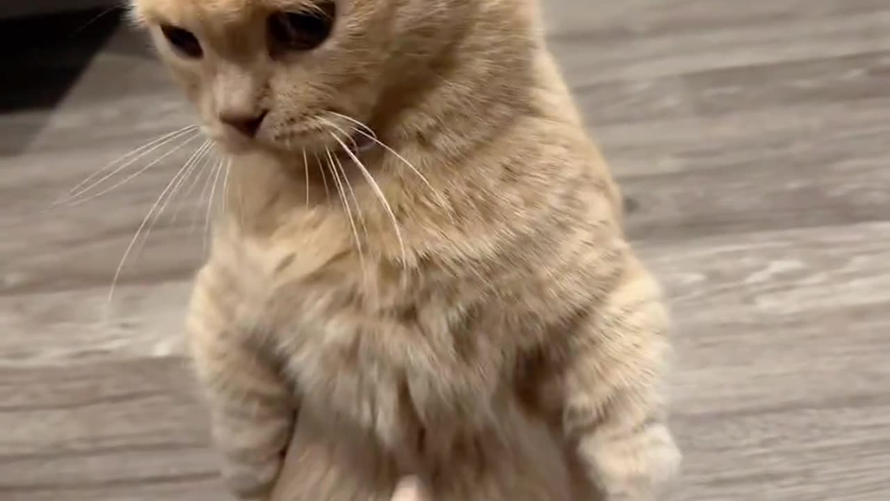 You think you can do it again