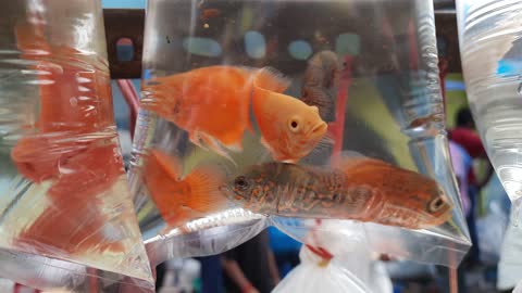 indias aquarium fish market