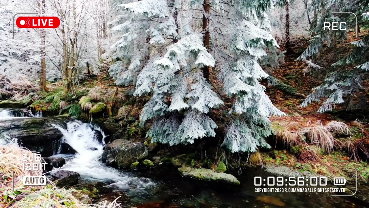 Whispers Of The Wild | Zen Asmr # 055