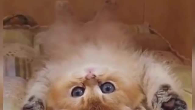 CUTE Cat Funny Video _ Cat Training Guidance _ Sweet Animal _ Cat _ Pet #shorts