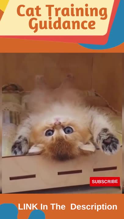 CUTE Cat Funny Video _ Cat Training Guidance _ Sweet Animal _ Cat _ Pet #shorts