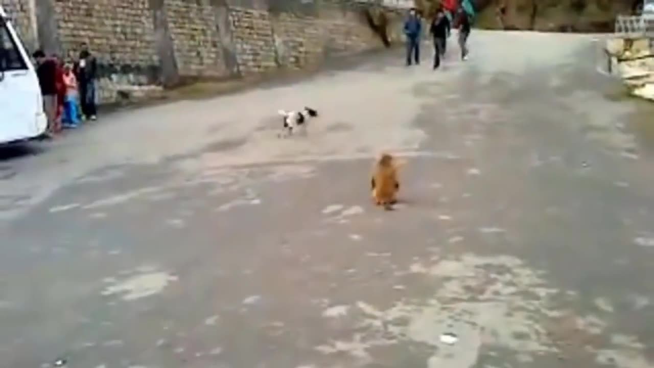 Monkey funny Video -2