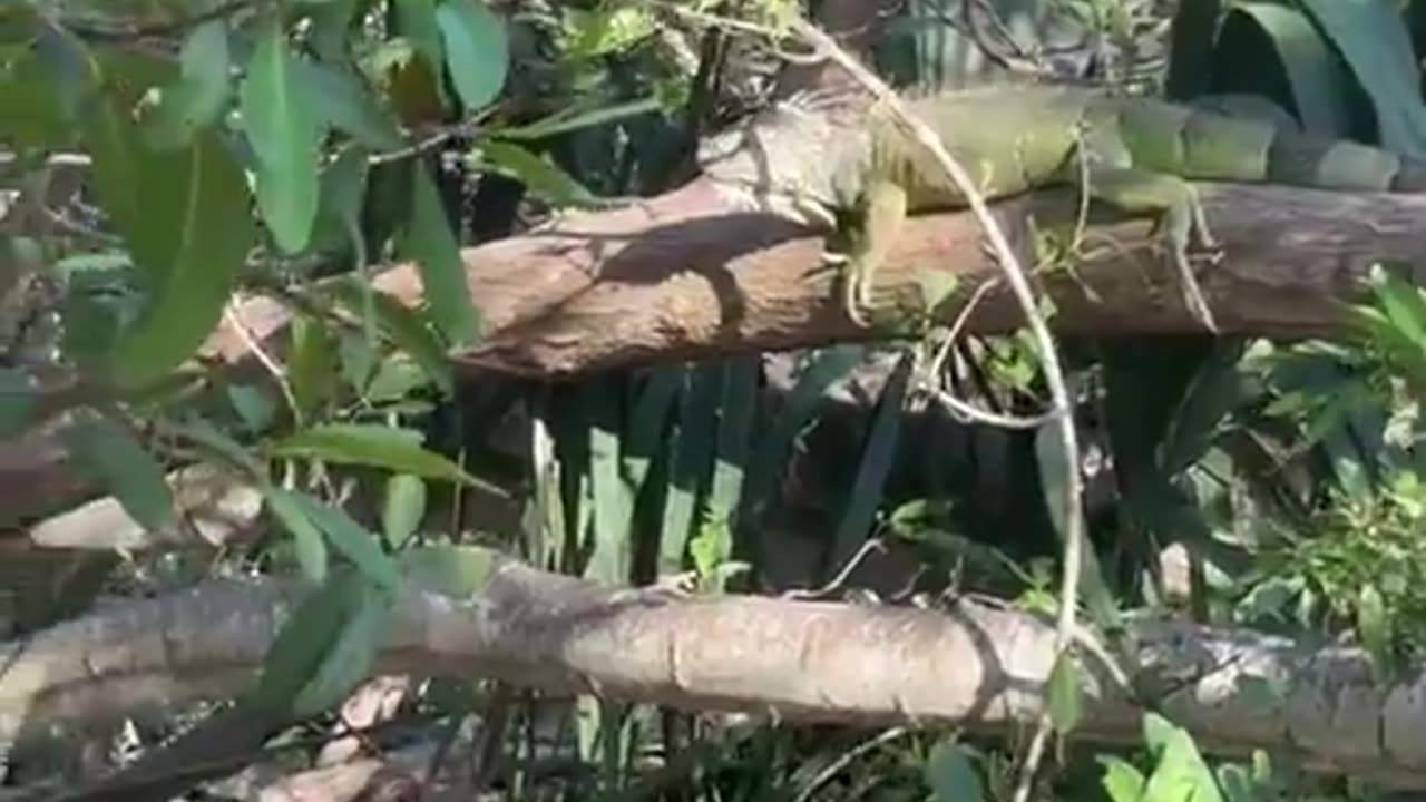 LEAPING LIZARDS IN ZIHUATANEJO MEXICO 🇲🇽