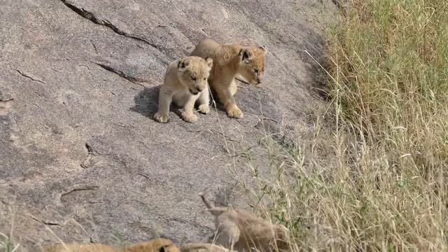 (ORIGINAL AUDIO) ADORABLE! SIX LION CUBS enjoy their first outdoor adventure (1080p 60FPS)