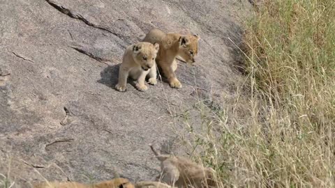 (ORIGINAL AUDIO) ADORABLE! SIX LION CUBS enjoy their first outdoor adventure (1080p 60FPS)