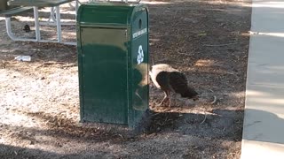 Turkey Circling Recycling Trash Can