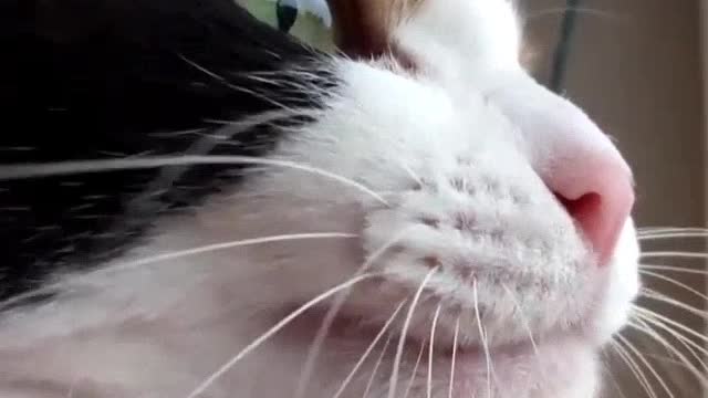 Funny Cat Meowing