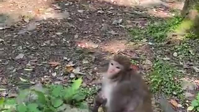 Cute Monkey China & Funny Love monkey| Animals Love