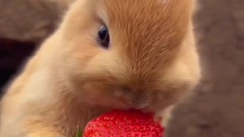 cute