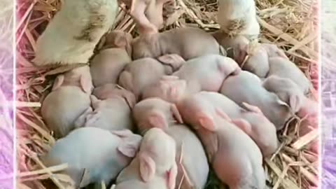 How rabbit give birth