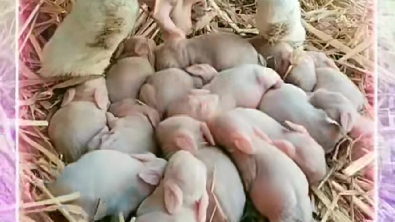 How rabbit give birth