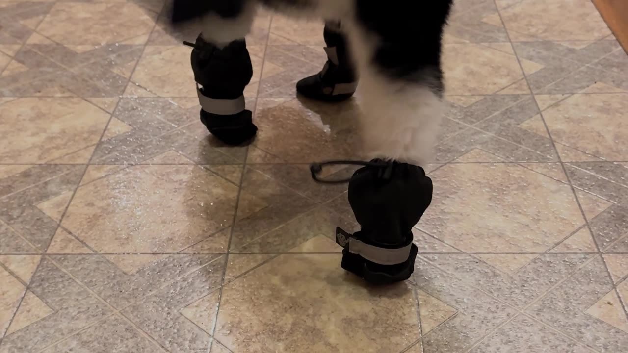 Cat vs. Snow Boots