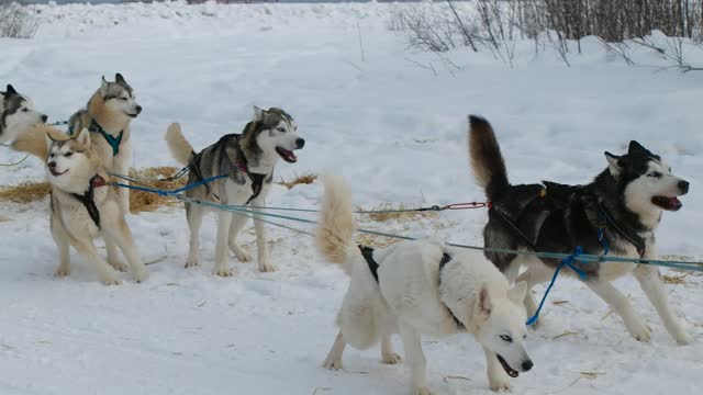 A Husky Dog Sledding in Fairbanks, Alaska