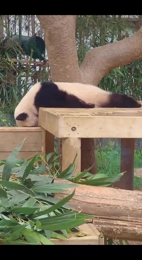 One of my numerous afternoon naps