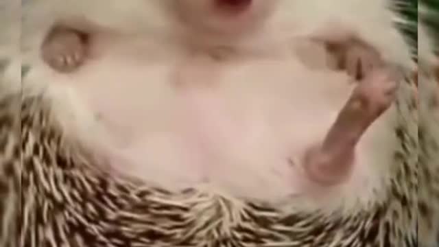 When the hedgehog is angry .