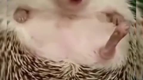 When the hedgehog is angry .