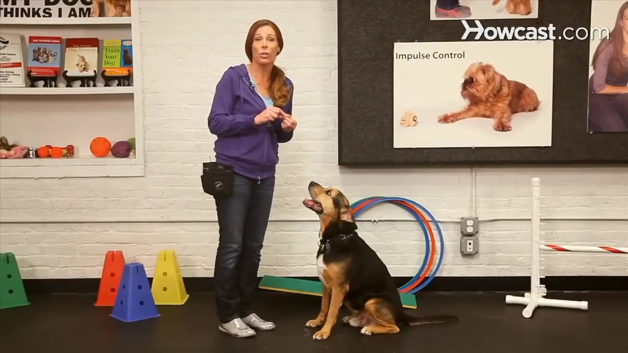 How to Teach the Give Paw Trick | Dog Training