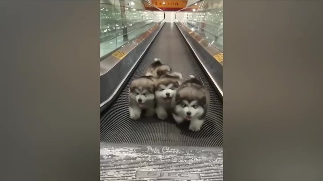 Funny Dogs and Cat's Video |