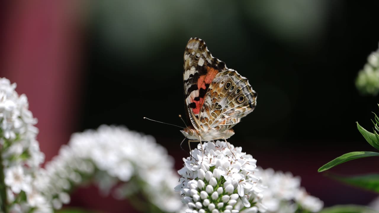 Painted Lady Butterfly Drinking Nectar From Flowers