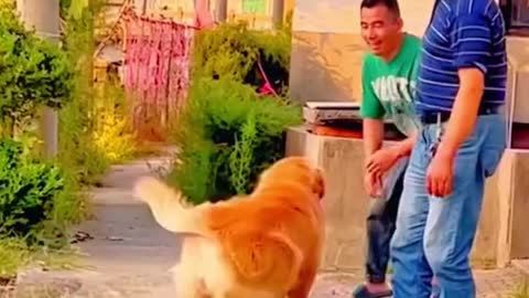 Funny Dog Video