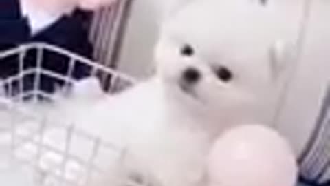Nice video_Cute puppy_Nice dog.