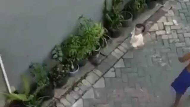 A monkey riding a scooter attacked a girl