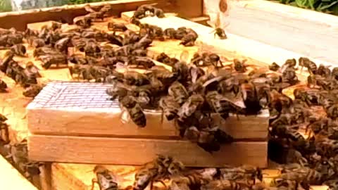 INTRODUCING A NEW QUEEN PART 1 !