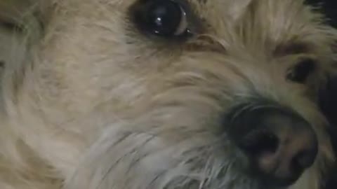 Amanda Grace Talks....Toby's Got the grumble Growls!!!