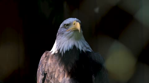 Beautiful birds sound