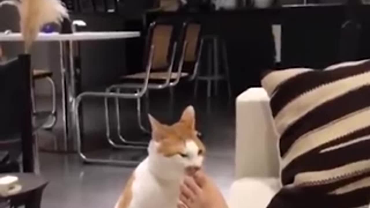 Cat Sings, Plays Sports, and Does Human Activities! You Won’t Believe This!"