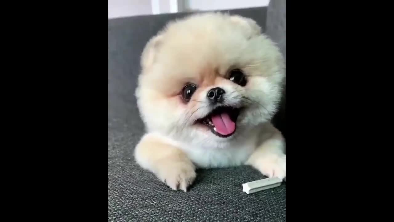 cute pupie