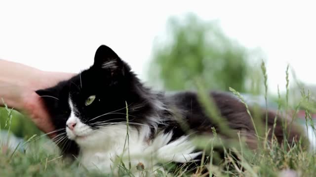 Cat enjoying being pet in grass