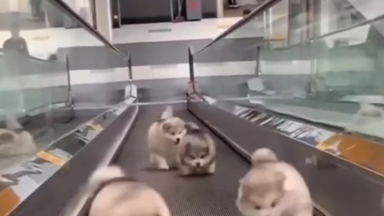 Baby Alaskan Malamute Cutest and Funniest Moments Compilation 😍| Try Not To Laugh.