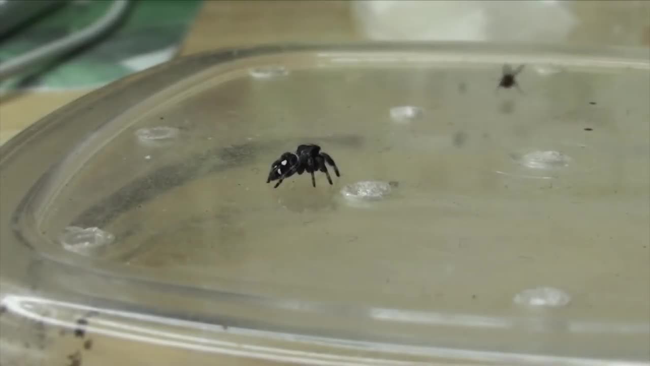 Feeding my ADORABLE jumping spiders! Phidippus regius Update-5