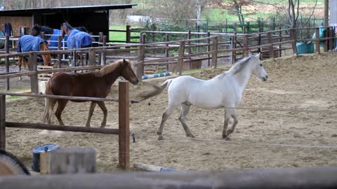 Horses Stable Barn Play Pony Animal Sand Jump