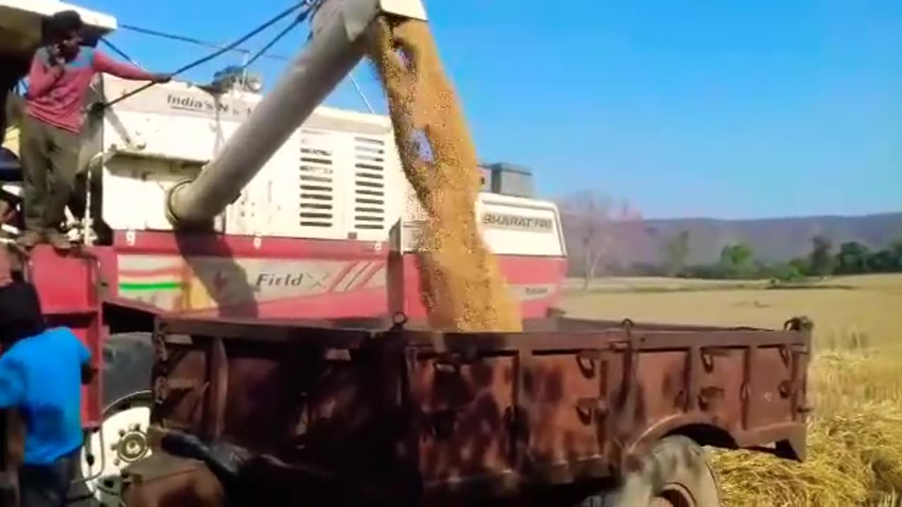 Wheat harvesting
