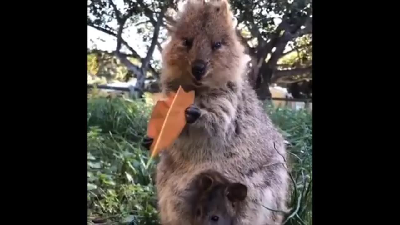 random animal