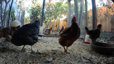 Backyard Chickens Fun Relaxing Video Sounds Noises Hens Roosters!