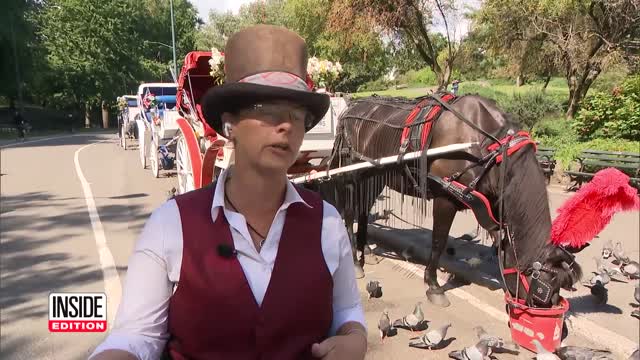 Carriage Owner Accused of Forging Collapsed Horse’s Age