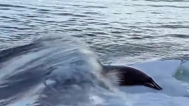whale