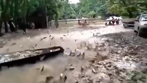 This is a beautiful and charming water-dwelling species