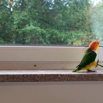 RU parrot preparing for Victory Day of the Great Patriotic War