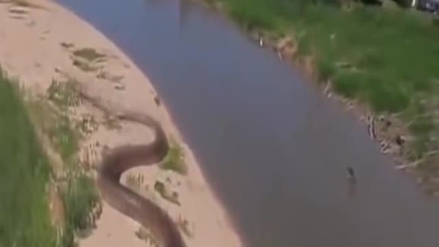 World biggest snake in amazon jungle #short vedio#