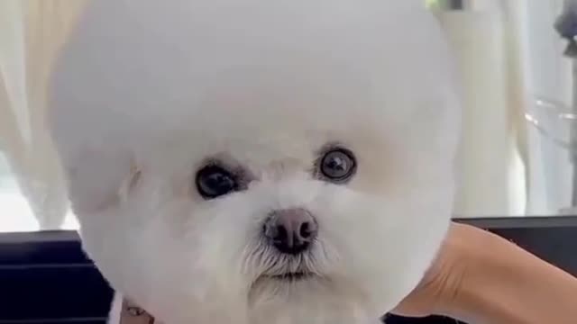 Dog Love and like