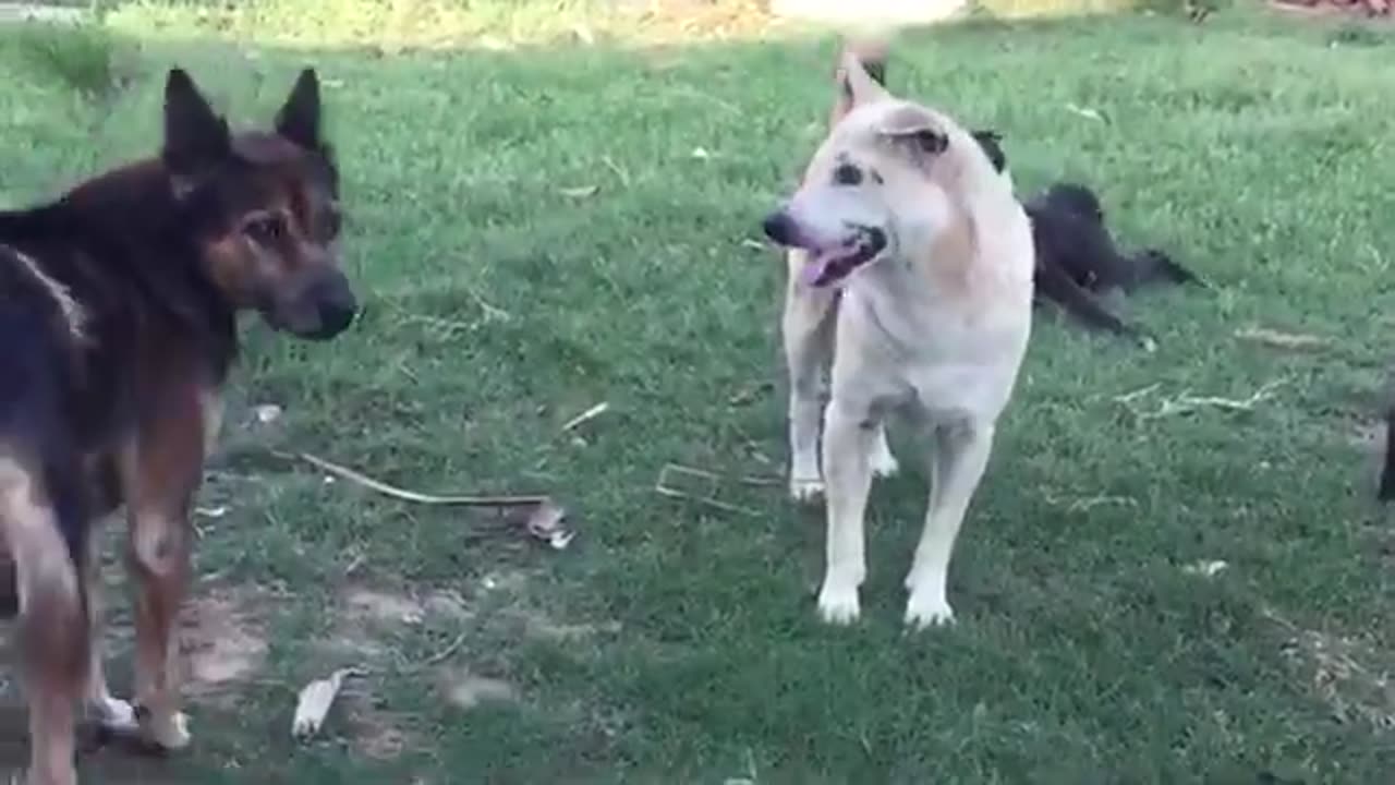 Dog Video| funny Video| funny dog