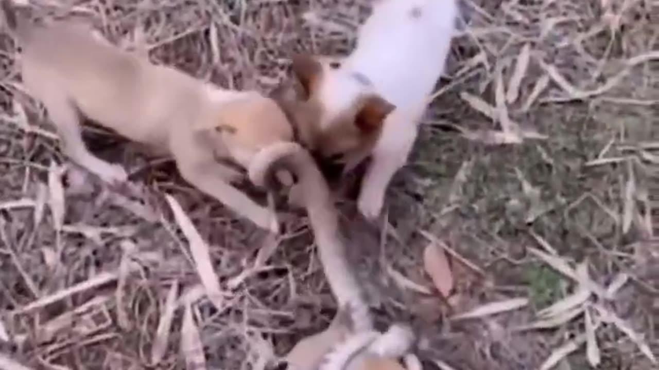 Baby dog fighting and attacked back with baby python snake