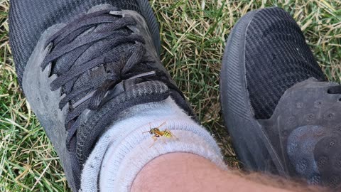 Wasp Climb up my leg