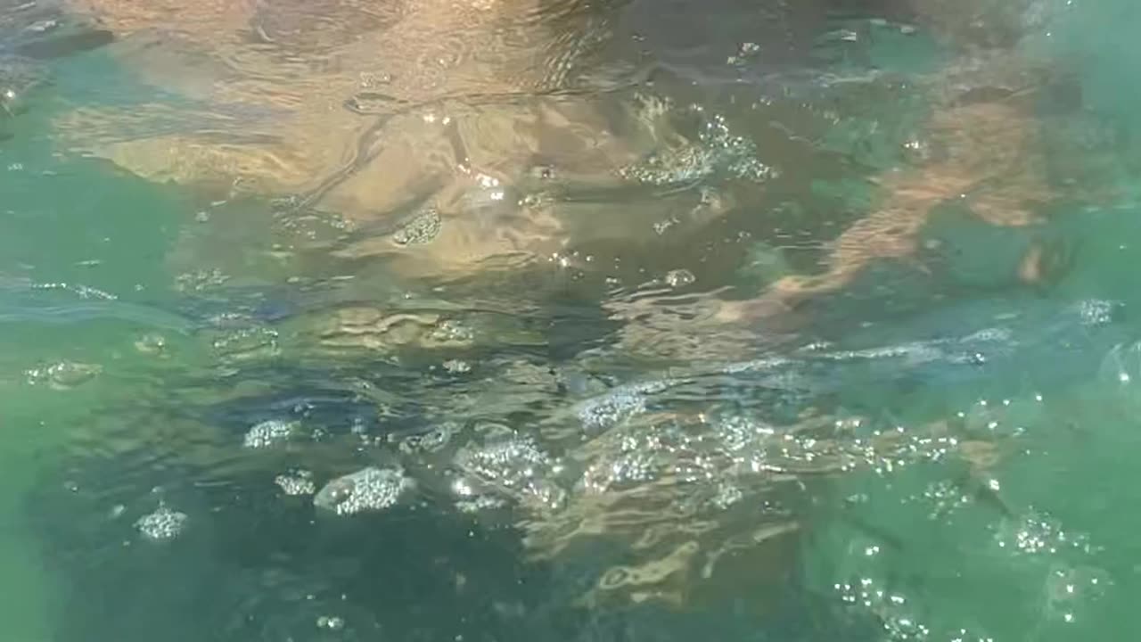 Sinta-se lá | Praia da Conceição, Bombinhas - SC