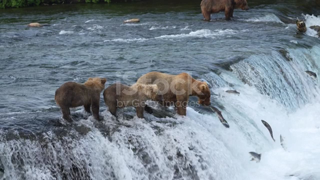 Brown bears catches the salmon from lake